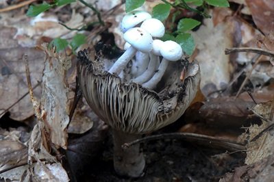 asterophora-lycoperdoides