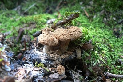 asterophora-lycoperdoides