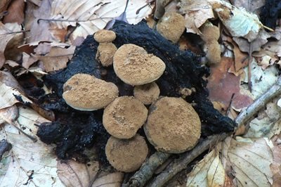 asterophora-lycoperdoides