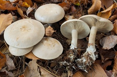 Atractosporocybe inornata