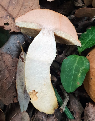 aureoboletus-moravicus3