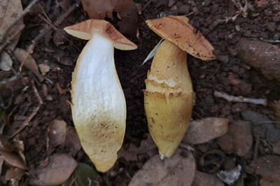 aureoboletus-moravicus4