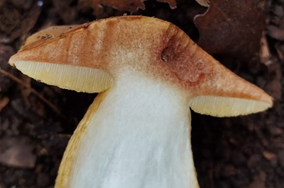 aureoboletus-moravicus5