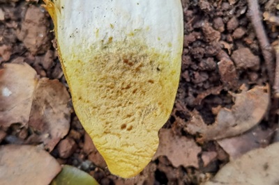 aureoboletus-moravicus6