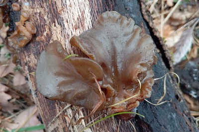 auricularia-cerrina1