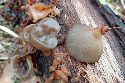 auricularia-cerrina2