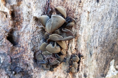 auricularia-cerrina4