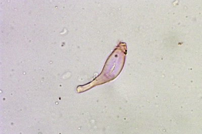 auriporia-aurulenta7