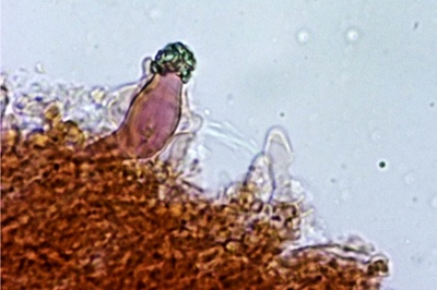 auriporia-aurulenta9