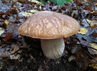 Boletus edulis