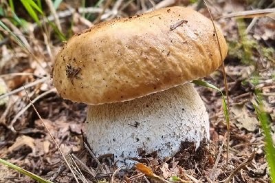 boletus-edulis