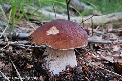 boletus-edulis