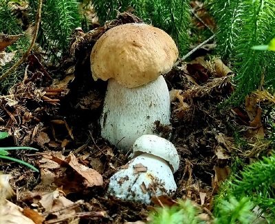 boletus-edulis