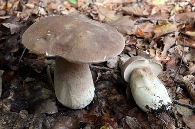 boletus-edulis