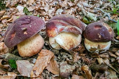 Boletus pinophilus