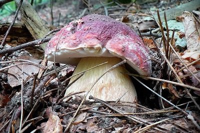 boletus-pinophilus