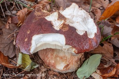 boletus-pinophilus