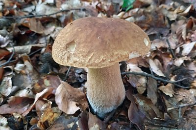 Boletus reticulatus