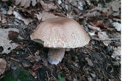 boletus-reticulatus