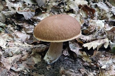 boletus-reticulatus