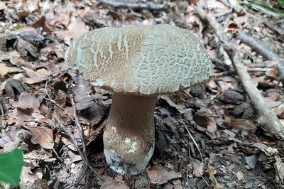 boletus-reticulatus