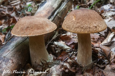 boletus-reticulatus6