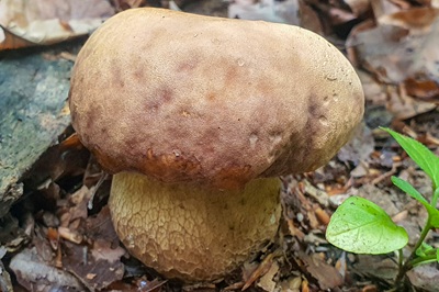 boletus-reticulatus8