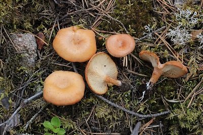 Bonomyces sinopicus