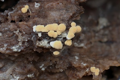 Botryobasidium aureum
