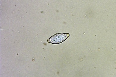 botryobasidium-aureum7