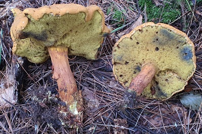 buchwaldoboletus-lignicola1