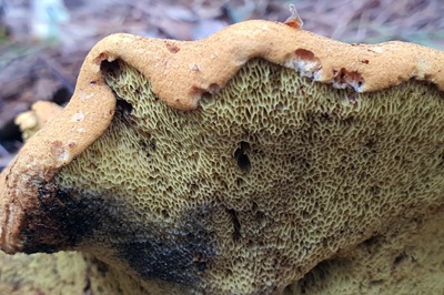 buchwaldoboletus-lignicola2