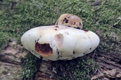 Buglossoporus quercinus