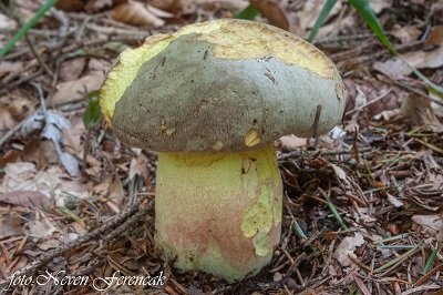 Butyriboletus fechtneri