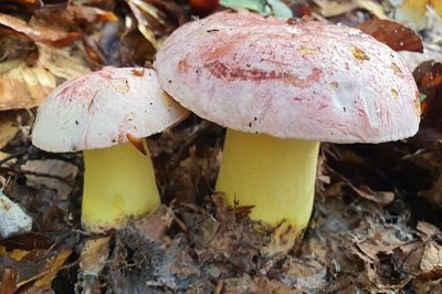 Butyriboletus regius