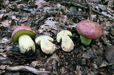 butyriboletus-regius