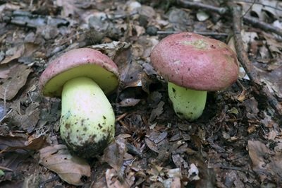 butyriboletus-regius