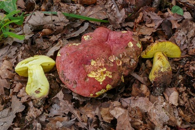 butyriboletus-regius3