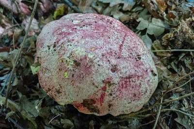 butyriboletus-regius5