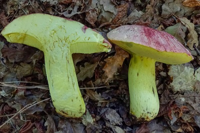 butyriboletus-regius6