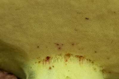 butyriboletus-regius7