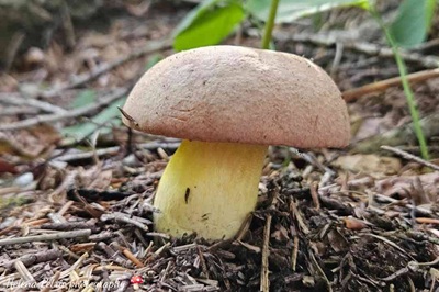 butyriboletus-roseogriseus3