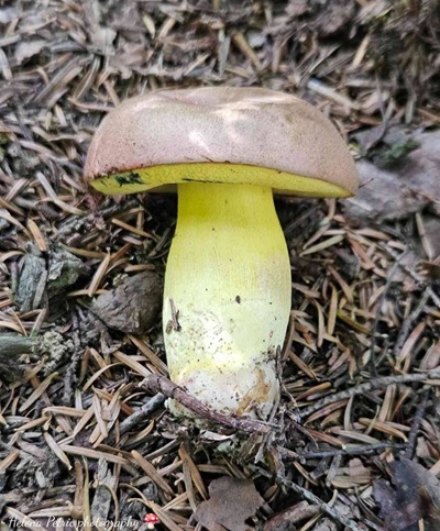 butyriboletus-roseogriseus4