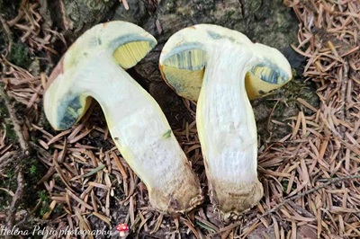 butyriboletus-roseogriseus5