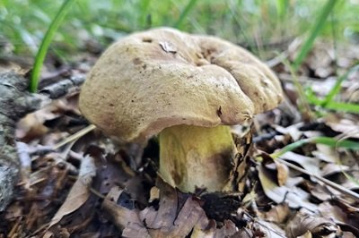 Butyriboletus subappendiculatus