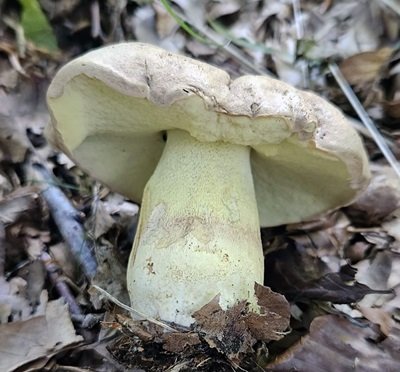 butyriboletus-subappendiculatus