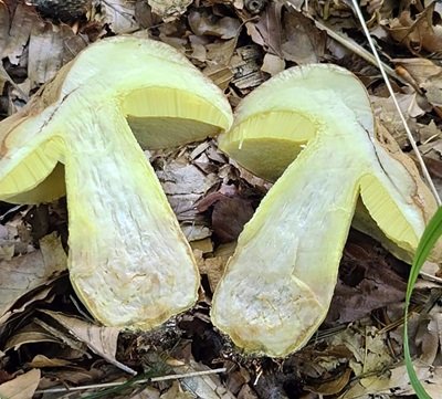 butyriboletus-subappendiculatus