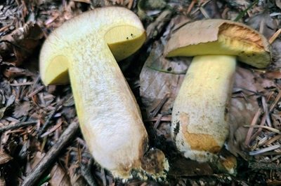 butyriboletus-subappendiculatus