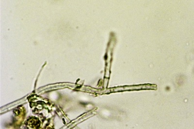 byssocorticium-atrovirens11