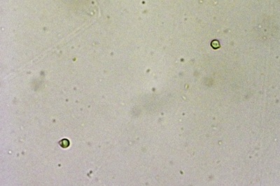 byssocorticium-atrovirens8